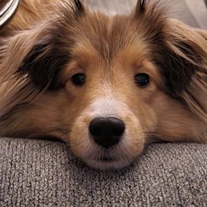 Meet your Posher, Sherri